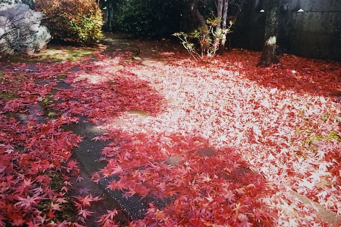 紅葉の庭